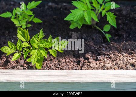 Plantes de tomates biologiques et herbes dans une boîte en bois dans le jardin ou sur la terrasse. Banque D'Images