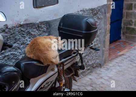 Un chat dormant sur un siège de scooter dans la médina d'Assaouira, au Maroc Banque D'Images