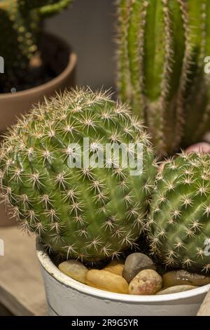 Gros plan de cactus à canon dans un ensemble de pots sur une terrasse ensoleillée Banque D'Images