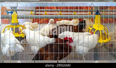 Poulets gardés dans une cage métallique sur une ferme agricole Banque D'Images