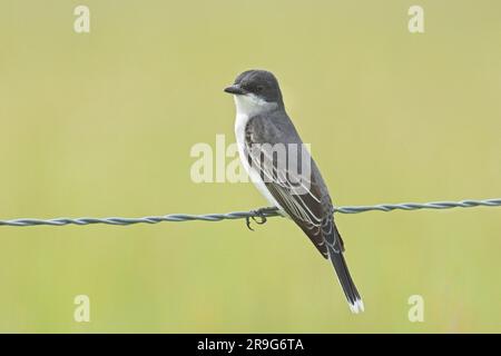 Un petit oiseau de l'est est perché sur une clôture en treillis métallique près du lac Newman, dans l'État de Washington. Banque D'Images