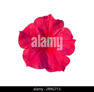 Fleur pétunia magenta vif isolée sur fond blanc. Objet avec masque d'écrêtage. Elément de conception. Banque D'Images