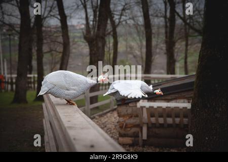 Photo de guineafowls volant dans une cour agricole. Le guineafhibou est des oiseaux de la famille des Numididae dans l'ordre des Galliformes. Ils sont endémiques à l'Afrique et Banque D'Images