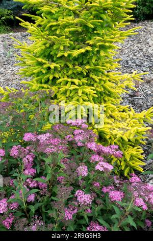 Épicéa oriental jaune Picea orientalis 'Gowdy Gold' en jardin et Spiraea japonica violet Banque D'Images