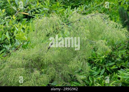 Betula alba 'Trost's Dwarf' Betula pendula Banque D'Images