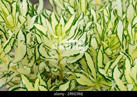 Daphne x burkwoodii 'Briggs Moonlight', Variegated, feuilles de près Banque D'Images