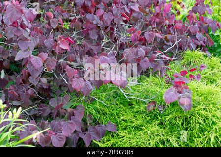 Redbud canadien, Cerci 'Forest Pansy' arbre dans le jardin Banque D'Images