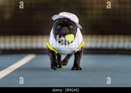 Bulldog français sur un court de tennis portant une tenue de tennis et portant une balle de tennis Banque D'Images