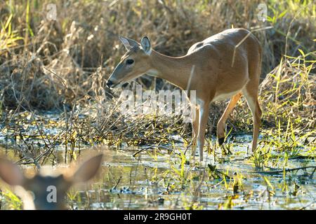 Key Deer dans l'habitat naturel du parc de l'État de Floride. Banque D'Images