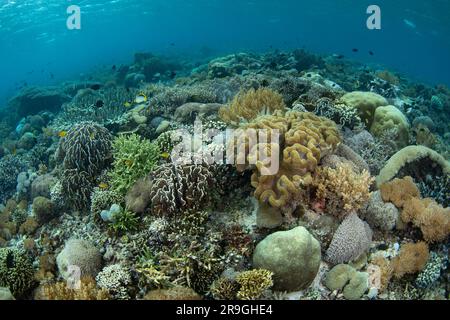 Une pléthore de coraux durs et mous s'épanouissent sur un récif dans le parc national de Komodo, en Indonésie. Cette région abrite une extraordinaire biodiversité marine. Banque D'Images