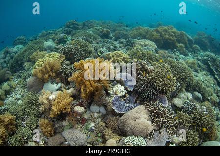 Une pléthore de coraux durs et mous s'épanouissent sur un récif dans le parc national de Komodo, en Indonésie. Cette région abrite une extraordinaire biodiversité marine. Banque D'Images