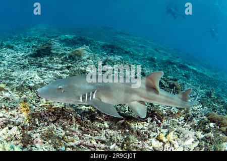 Un requin de bambou à bandes brunes adulte, Chiloscyllium punctatum, nage au-dessus d'un récif de corail dans le parc national de Komodo, en Indonésie. Banque D'Images