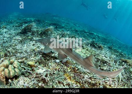 Un requin de bambou à bandes brunes adulte, Chiloscyllium punctatum, nage au-dessus d'un récif de corail dans le parc national de Komodo, en Indonésie. Banque D'Images