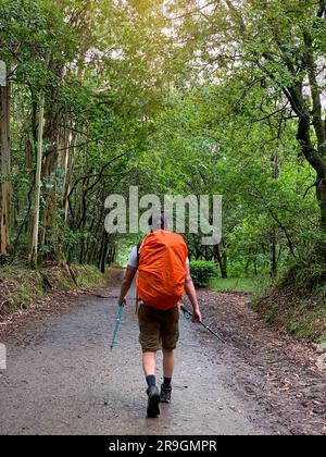 Randonneur avec sac à dos derrière tenant des bâtons de randonnée. Vue arrière d'un jeune homme avec marche à dos. Banque D'Images