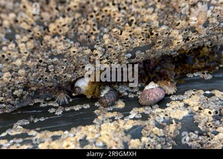 Coques supérieures, buccins de chien et animaux de compagnie sur les rochers couverts de barnacles Banque D'Images