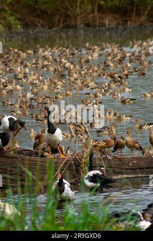 Oiseaux de zones humides, Canards siffleurs à plumé, Dendrocygna eytoni, avec oies de la Magpie, Anseranas semipalmata, Hasties Swamp, Australie. Banque D'Images