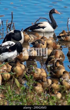 Terres humides oiseaux, canard siffleur plumé, Dendrocygna eytoni, Oies de la Magpie, Anseranas semipalmata, Swamp Hastie. Banque D'Images