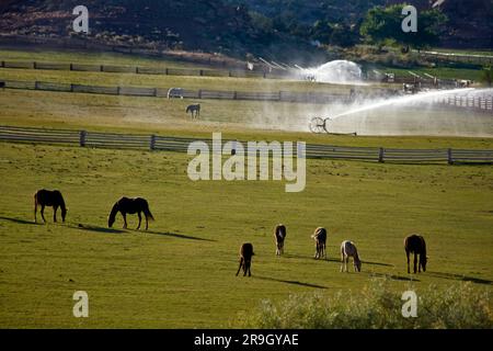 Chevaux dans pâturage irrigué Utah Banque D'Images