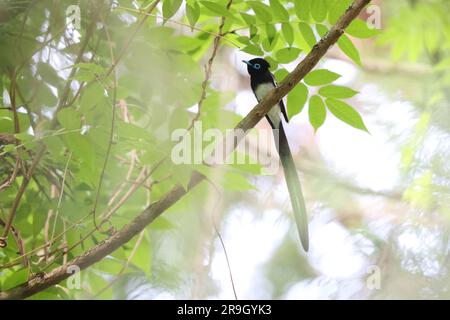 Paradise Flycatcher japonais (Terpsiphone atrocaudata) au Japon Banque D'Images