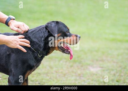 Entraîneur tenant le collier du rottweiler de chien. Gros plan, vue latérale. Banque D'Images