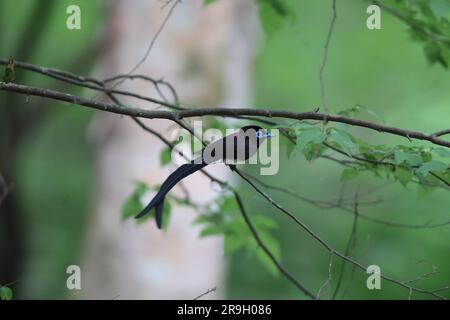 Paradise Flycatcher japonais (Terpsiphone atrocaudata) au Japon Banque D'Images