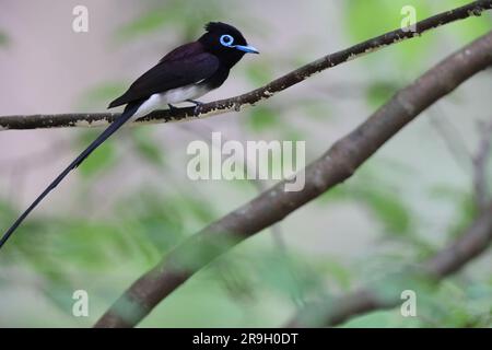 Paradise Flycatcher japonais (Terpsiphone atrocaudata) au Japon Banque D'Images