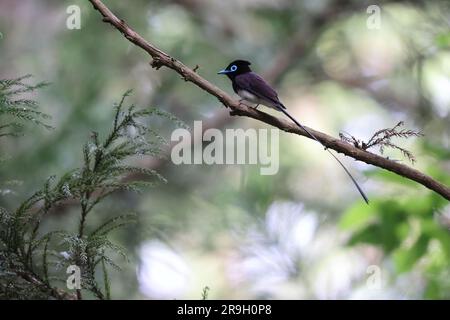 Paradise Flycatcher japonais (Terpsiphone atrocaudata) au Japon Banque D'Images