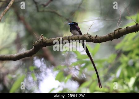 Paradise Flycatcher japonais (Terpsiphone atrocaudata) au Japon Banque D'Images