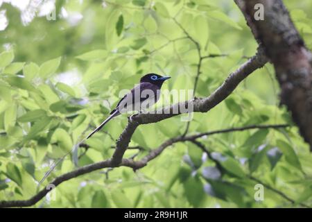 Paradise Flycatcher japonais (Terpsiphone atrocaudata) au Japon Banque D'Images