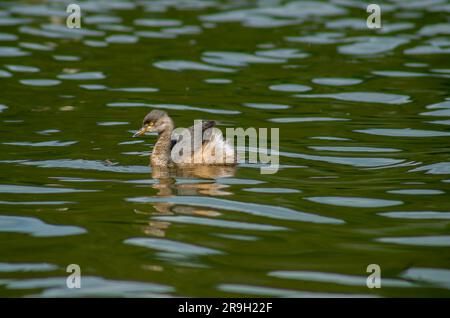 Grebe australasien, Tachybaptus novaehollandiae, Hasties Swamp, Australie Banque D'Images