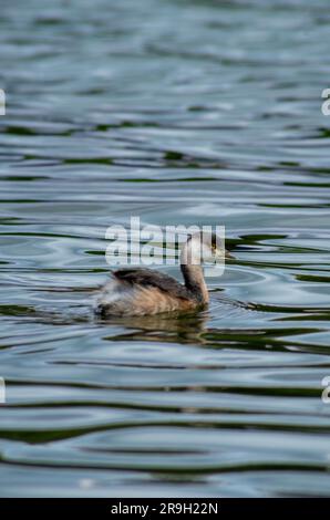 Grebe australasien, Tachybaptus novaehollandiae, Hasties Swamp, Australie Banque D'Images