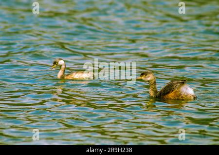 Grebe australasien, Tachybaptus novaehollandiae, Hasties Swamp, Australie Banque D'Images