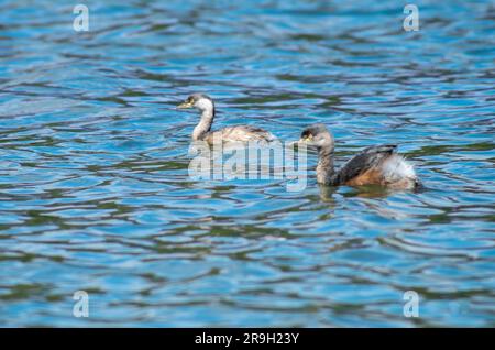 Grebe australasien, Tachybaptus novaehollandiae, Hasties Swamp, Australie Banque D'Images