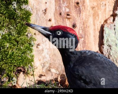 Pic noir (Dryocopus martius) dans son environnement naturel Banque D'Images