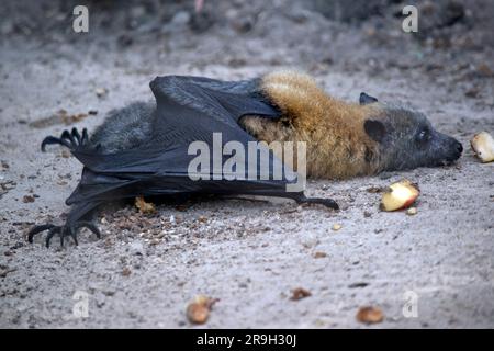 la chauve-souris aux fruits a une fourrure dorée sur la tête, le cou, les épaules et parfois le dos. Leurs ailes sont noires et non furrées. Renards volants ou Banque D'Images