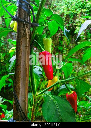 Une plante avec des poivrons rouges et jaunes suspendus à un arbre. vert, légume, nourriture, nature, plante, jaune, organique, sain, jardin, feuille. légume. Banque D'Images