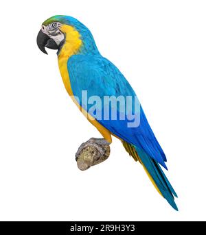 Macaw oiseau bleu et jaune isolé Banque D'Images