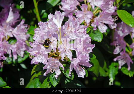 Fleurs de rhododendron du pacifique gros plan image macro. Rhododendron macrophyllum. Abeille à queue blanche Banque D'Images