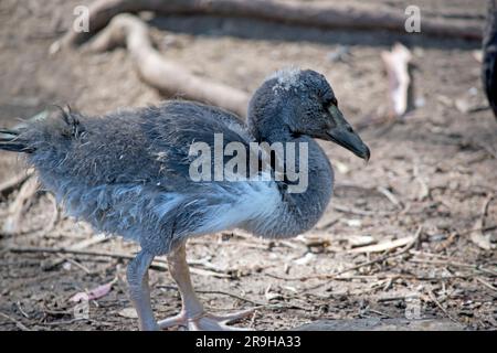 le gosling magpie a des peluches grises et des plumes blanches commencent à apparaître. Il a un oeil marron et un bec gris foncé. Banque D'Images