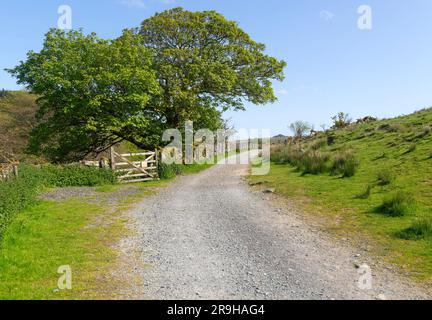 Sentier de randonnée West Dart Valley Walk, de près de Two Bridges, Dartmoor, Devon, Angleterre, Royaume-Uni Banque D'Images