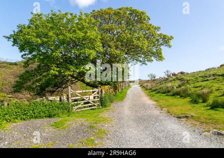 Sentier de randonnée West Dart Valley Walk, de près de Two Bridges, Dartmoor, Devon, Angleterre, Royaume-Uni Banque D'Images