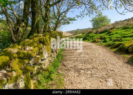 Sentier de randonnée West Dart Valley Walk, de près de Two Bridges, Dartmoor, Devon, Angleterre, Royaume-Uni Banque D'Images