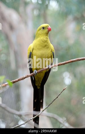 Le Regent Parrot mâle a une apparence jaune générale avec la queue et les bords extérieurs des ailes étant bleu foncé-noir. Il a une pache d'épaule jaune Banque D'Images