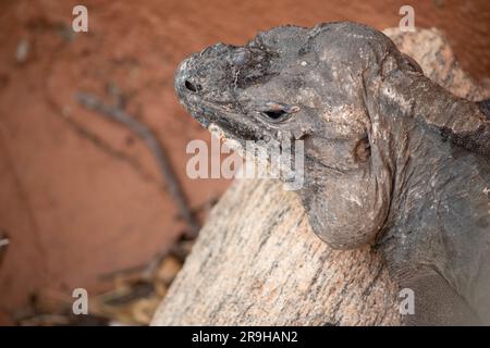 le rhinocéros iguana un lézard à tête lourde et à corps large avec des jambes fortes et une queue aplatie verticalement. Une crête d'écailles à cornes pointues s'étend f Banque D'Images