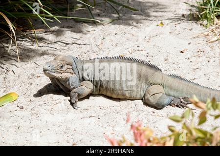 les rhinocéros iguanas ont un grand lézard à corps lourd et un corps gris uniforme; les mâles ont 3 protubérances en forme de corne sur leur tête Banque D'Images