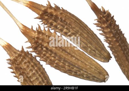 Gros plan sur les graines de pissenlit (Taxaracum officinale). Superposition de mise au point macro Banque D'Images