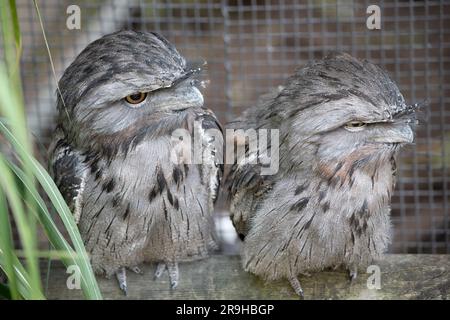 la bouche à grenouille tawny est tachetée de gris, de blanc, de noir et de ronfque – les motifs de plumes les aident à imiter les branches mortes des arbres. Leurs plumes sont douces, li Banque D'Images