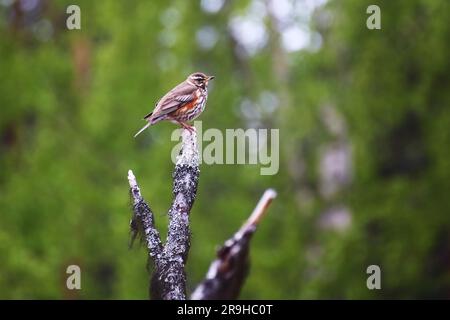 Redwing (Turdus iliacus) assis sur une branche d'arbre. Banque D'Images