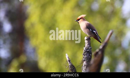 Cirage de Bohème (Bombycilla garrulus) assis sur la branche en plein soleil. Banque D'Images