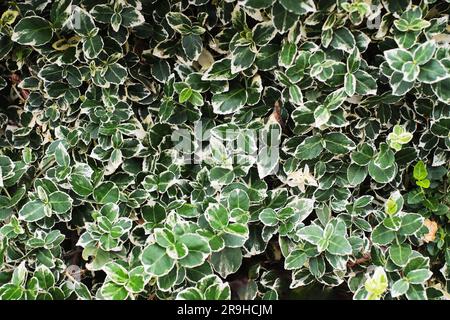 Nature's escalade Beauté: Couleurs captivantes et spirales Vines de l'Euonymus grimpant Banque D'Images